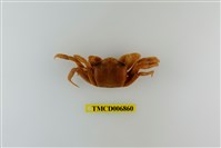 藏品(斯氏沙蟹)的圖片